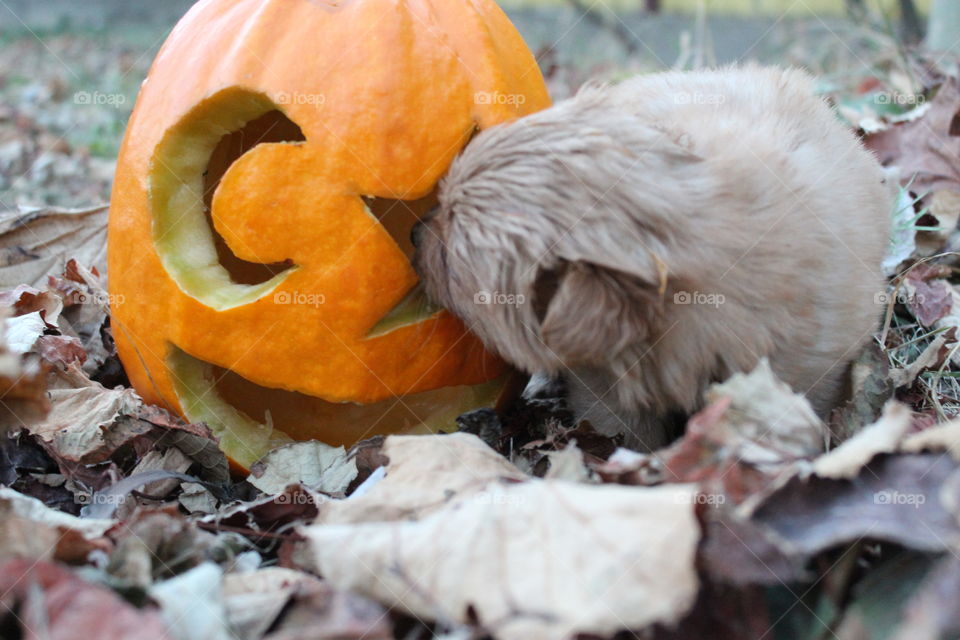 little dog and little pumpkin