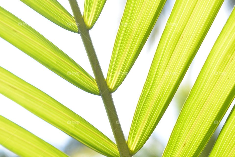 A beautiful view among the "Areca Leaf".