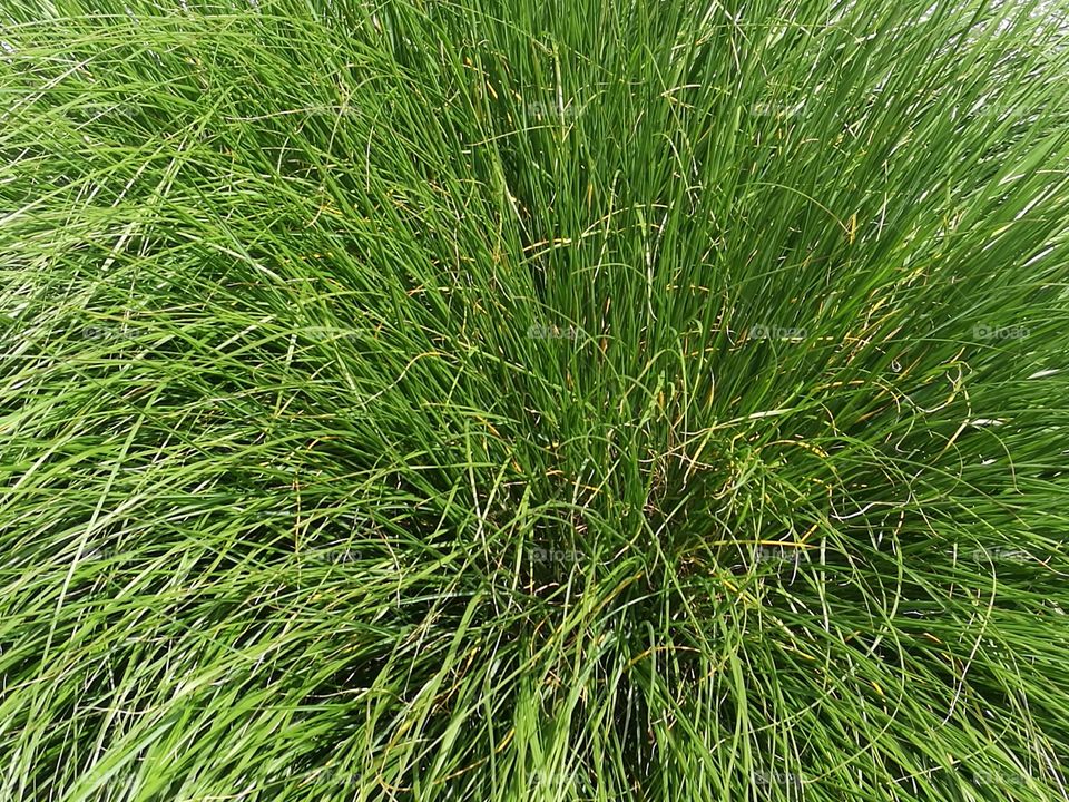 grass