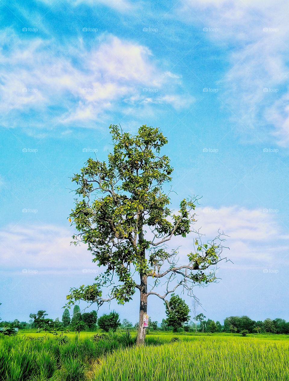 tree,sky,landscape,field