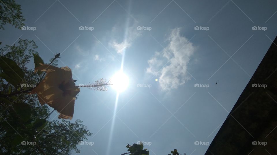 the flower and sun both super beautiful