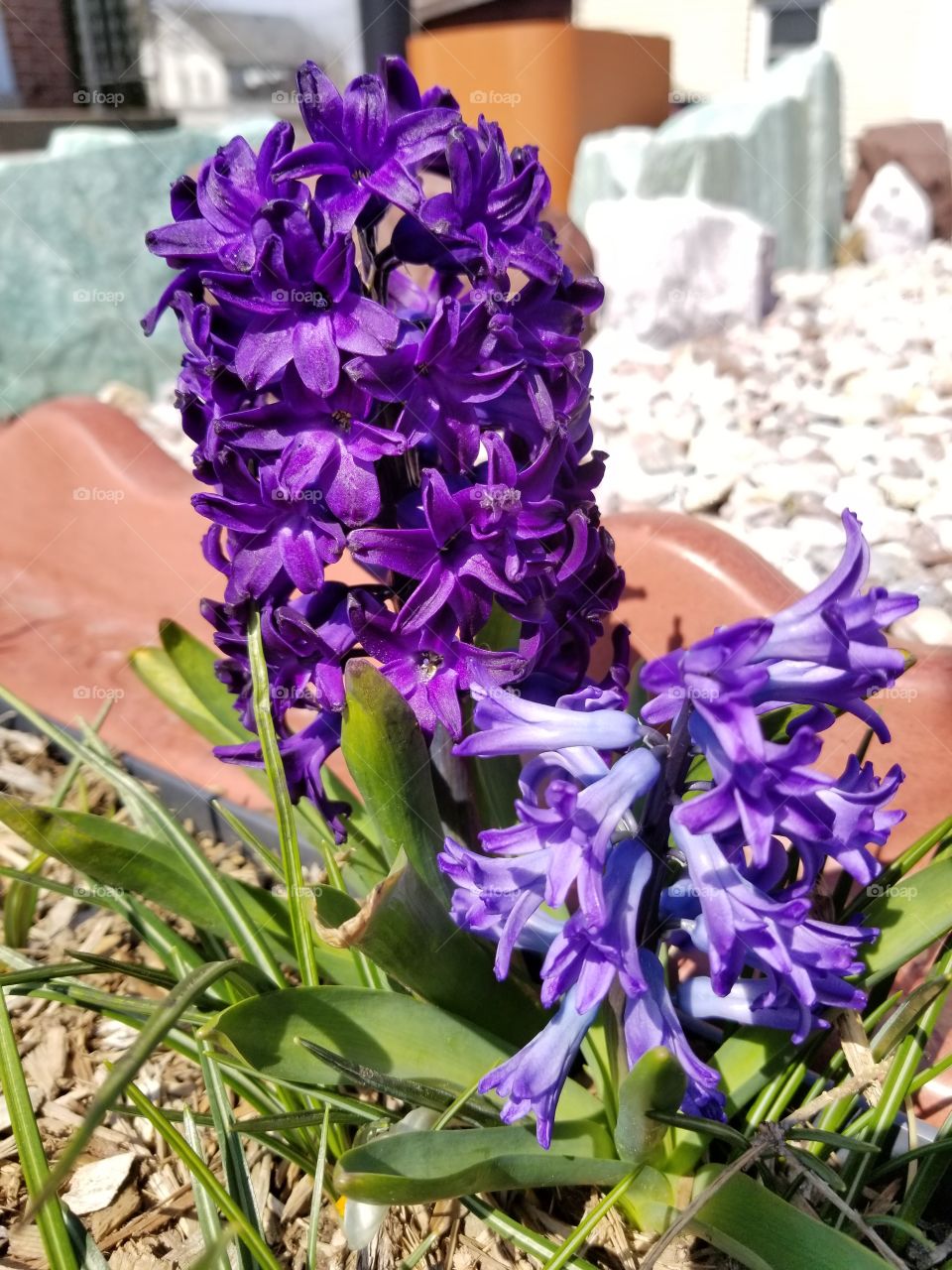 purple hyacinth