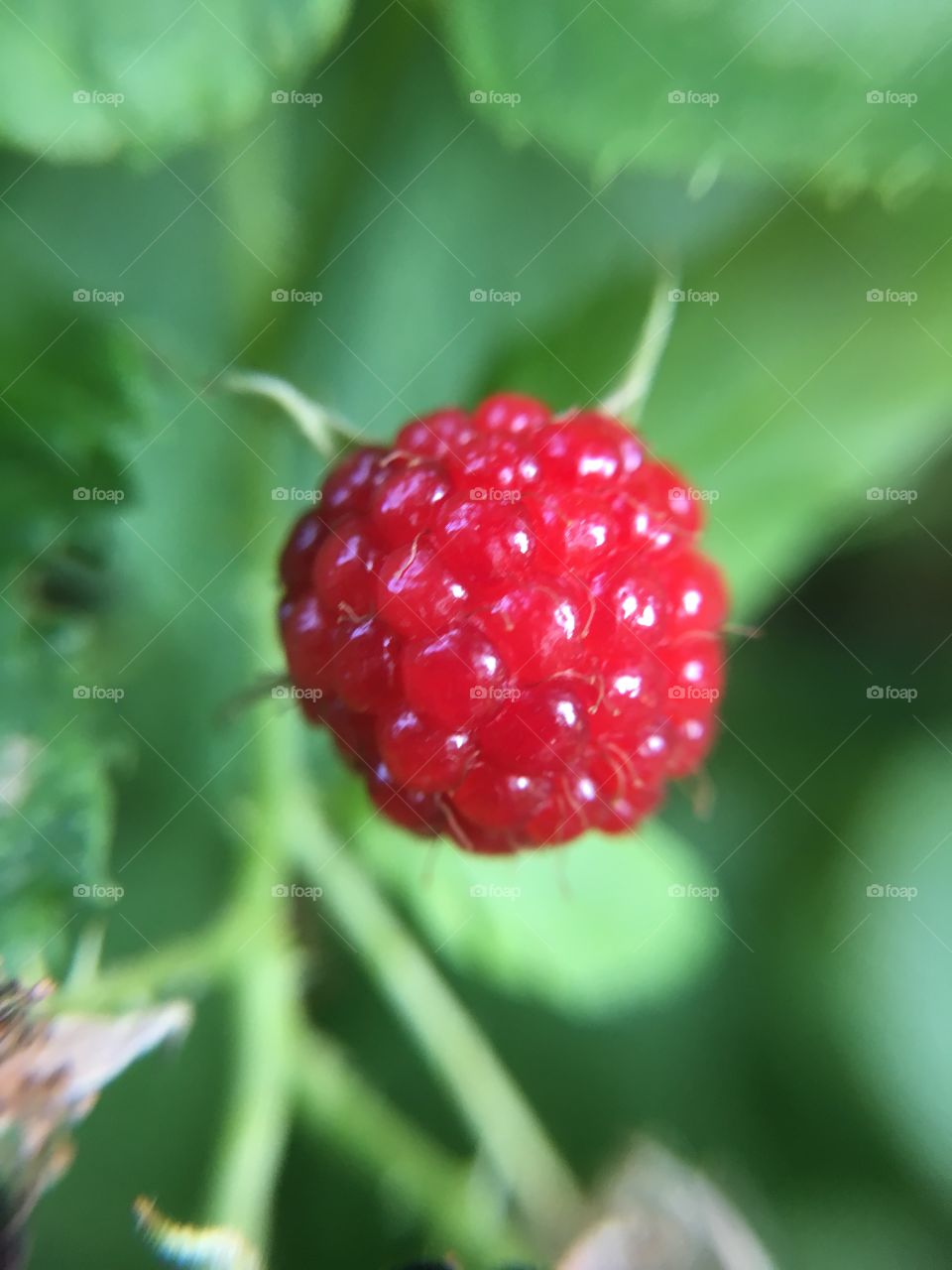 Unripe Blackberry