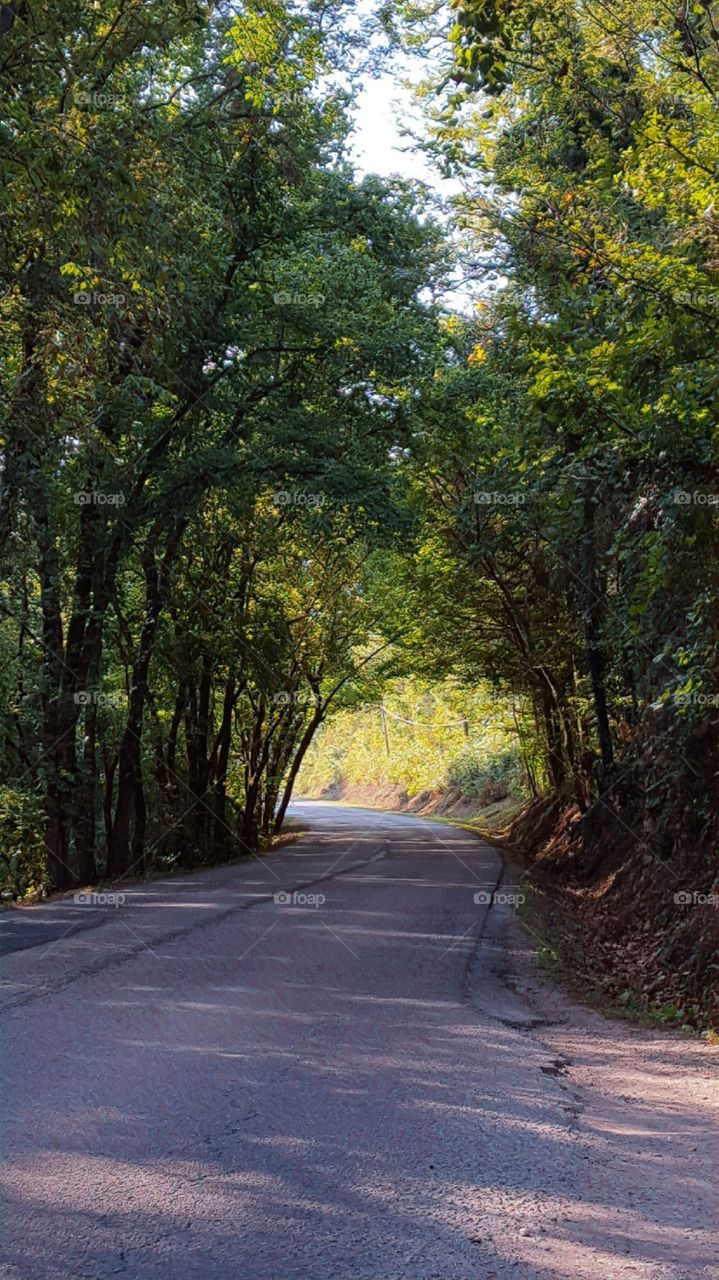 fall roadway