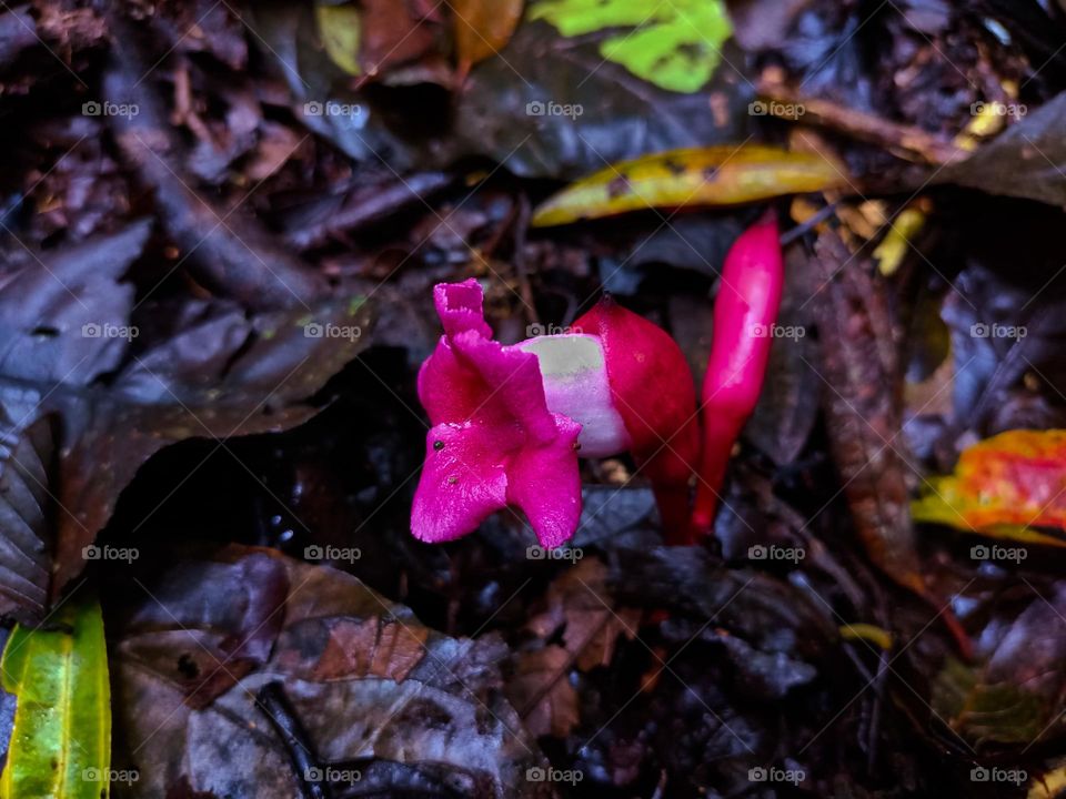 A young plant with dark red flowers that sprout right out of the ground in a 
tropical rain forest