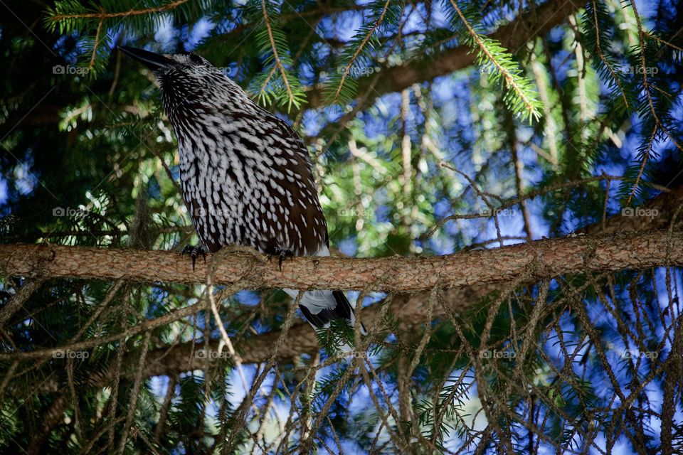 Nutcracker On Branch