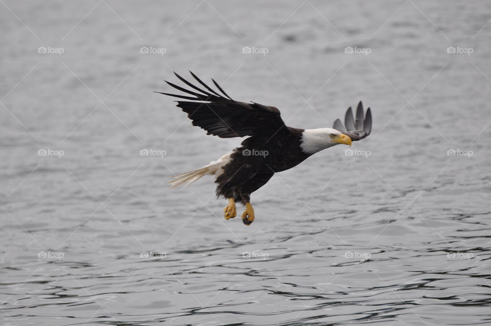 Majestic Bald Eagle