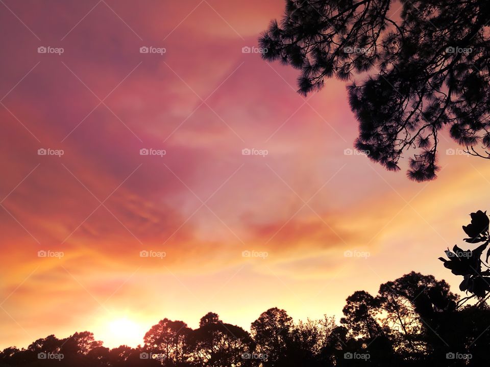 Pink and gold sunset framed by trees.