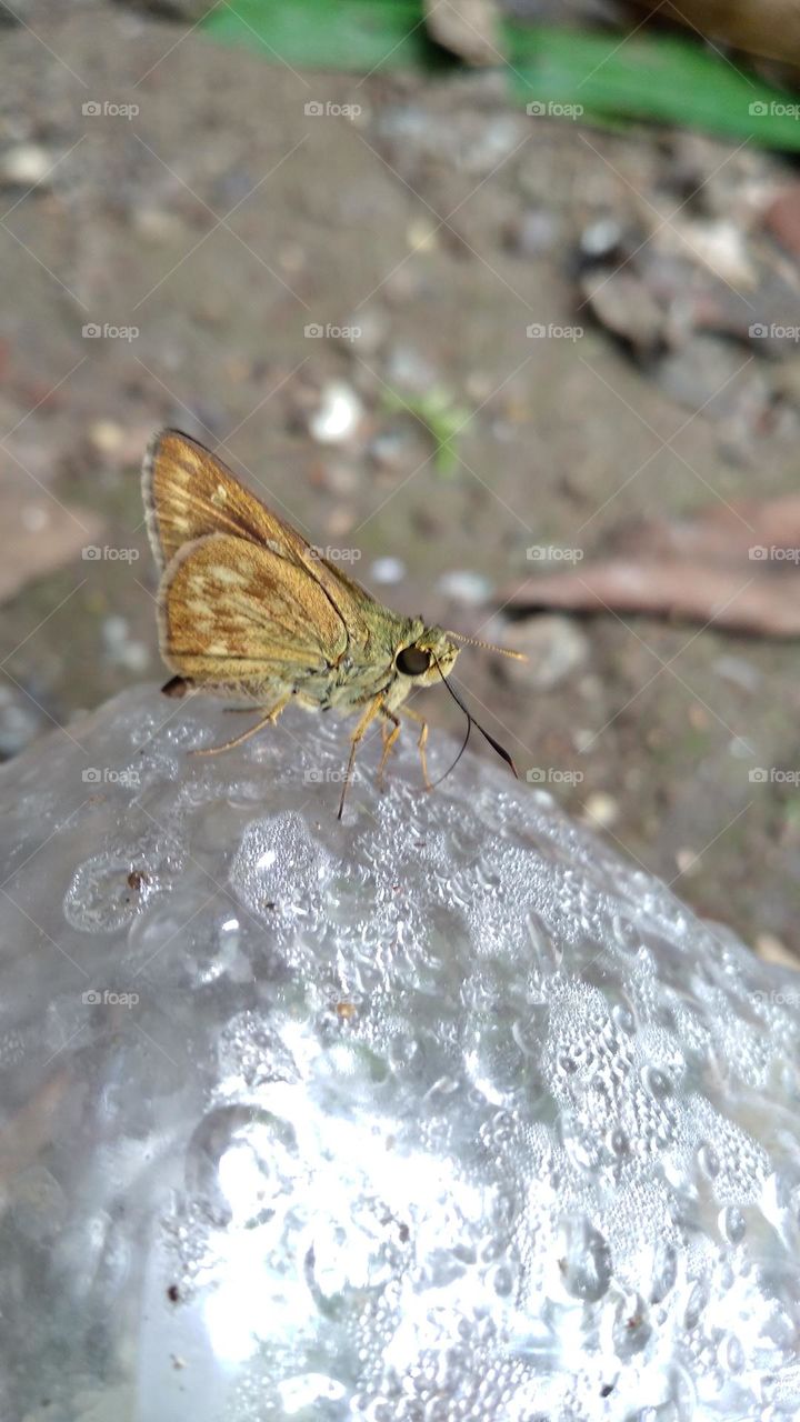 a beautiful little butterfly perched on an old plastic
