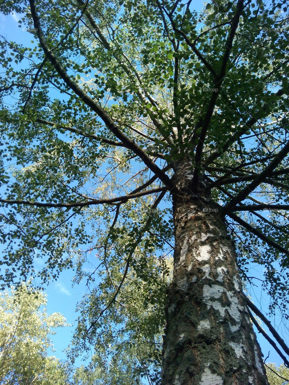 Low angle view of a tree against sky