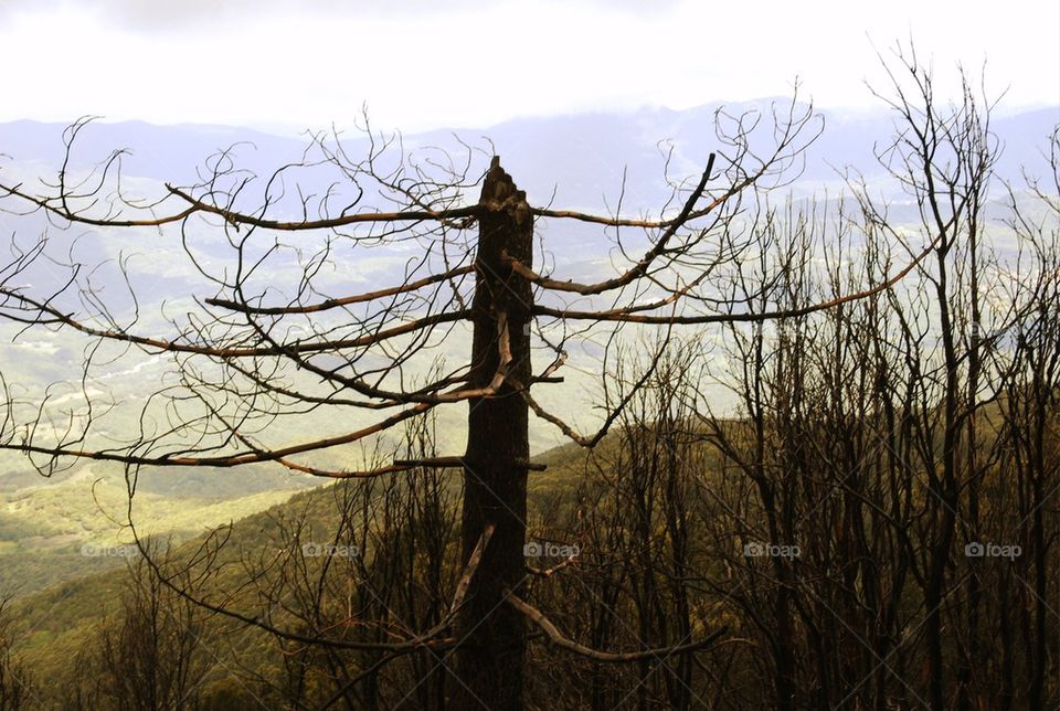 nature tree leaveless burnt by Nikita80