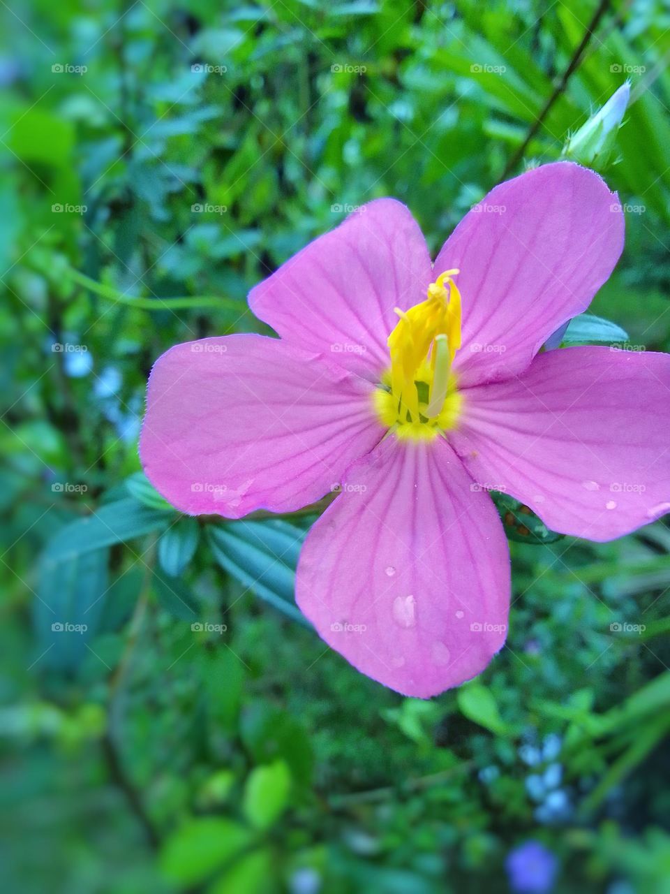 flower 🌺 
please come 
sl🕊️