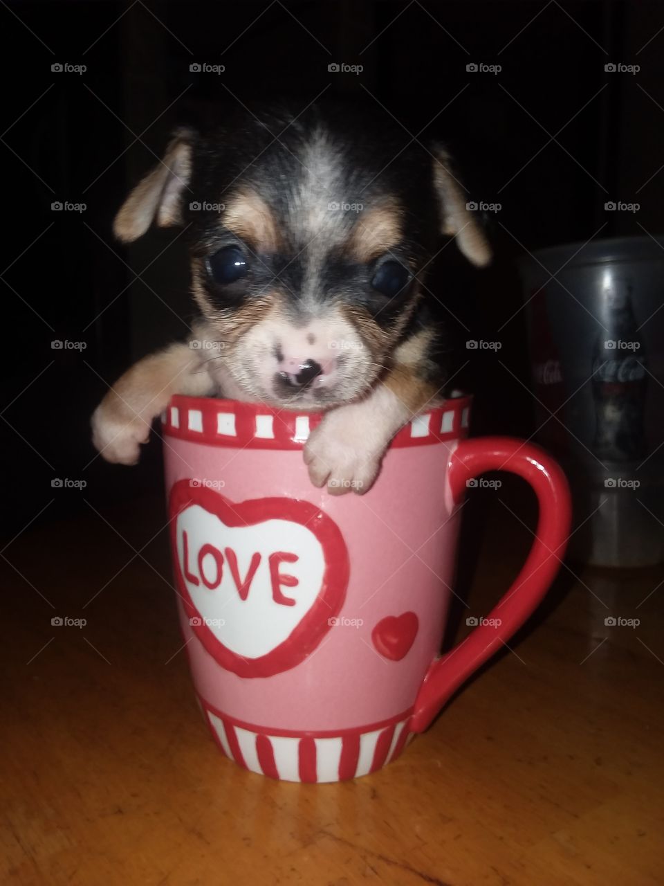 cup filled with Gizzy