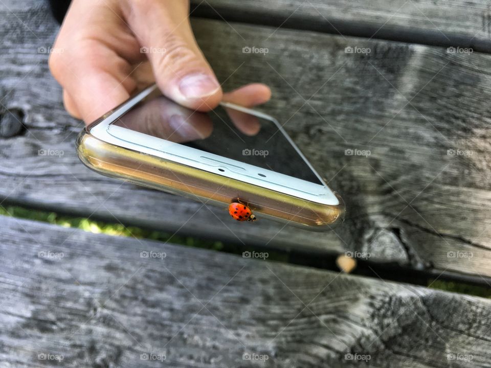 Ladybug on Iphone