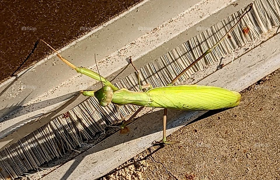 praying mantis