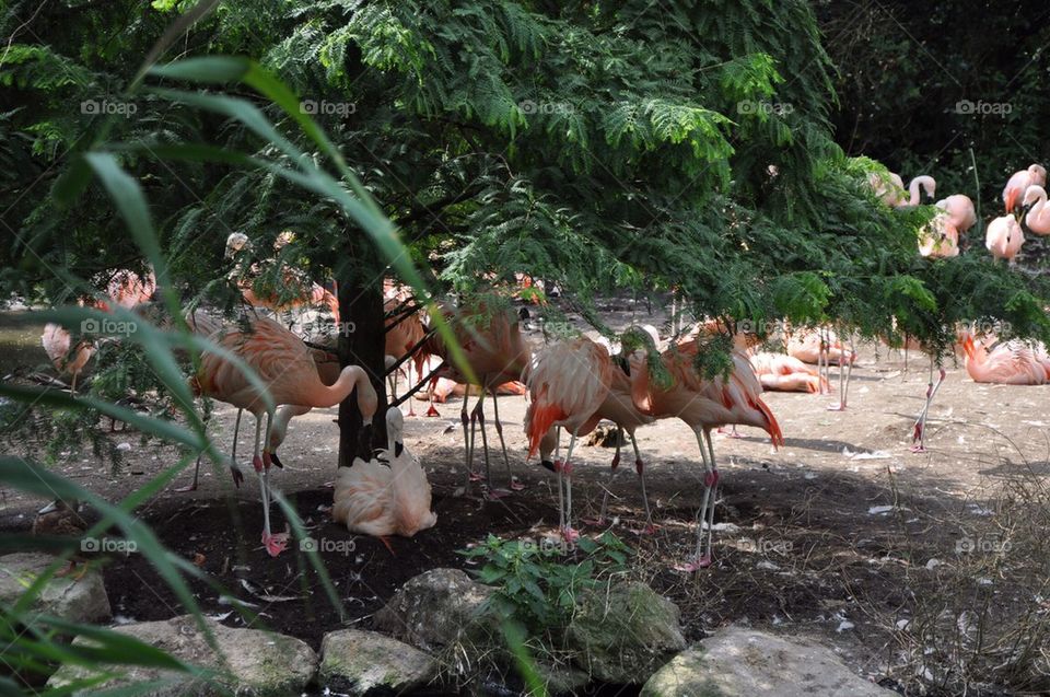 Flamingos In Shade.