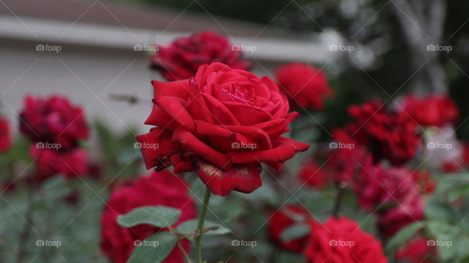 red rose garden
