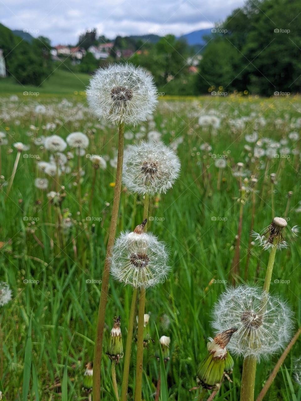 Dandelion field at nature