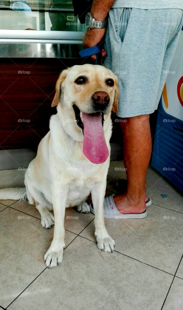 Long-tongued smiling labrador in Otranto, Italy  :)