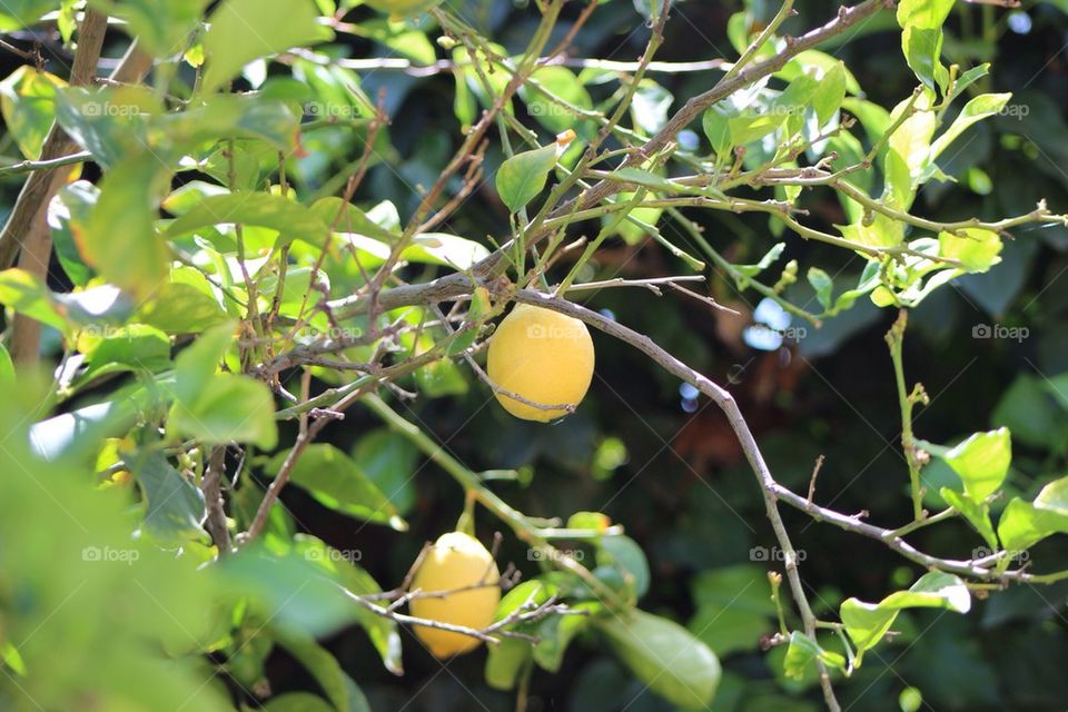 Lemon Tree