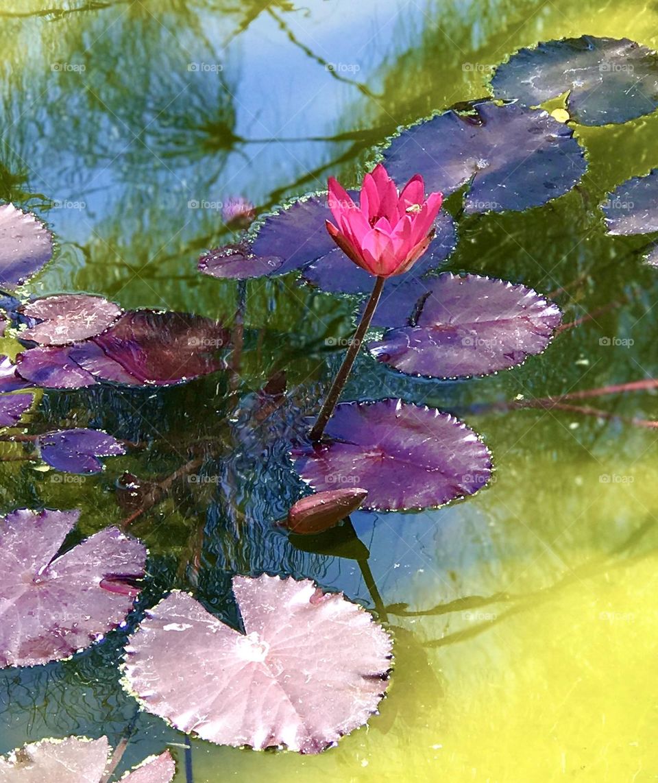 Lovely lotus