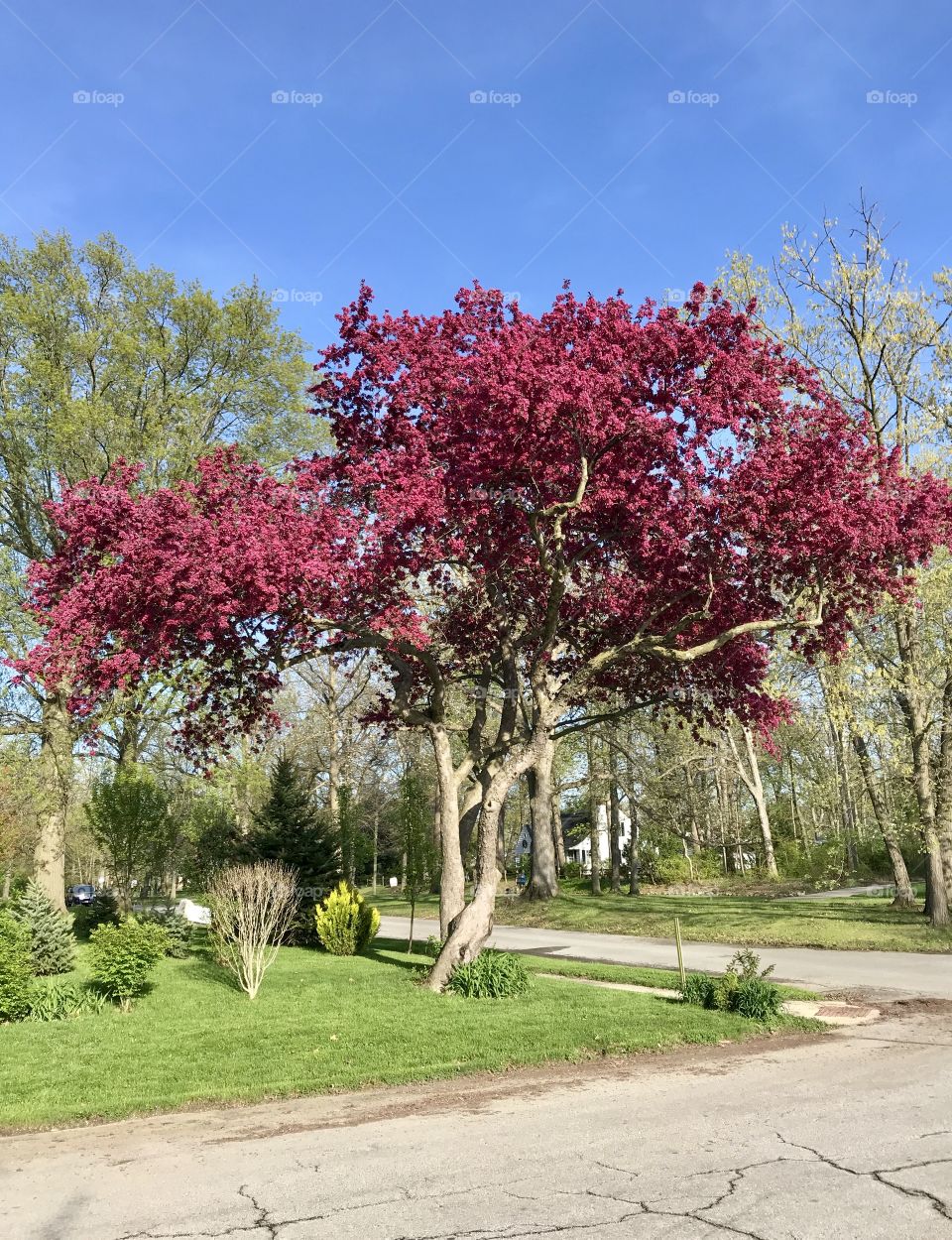 Gorgeous vibrant purple colored tree on a spring day in Ohio 