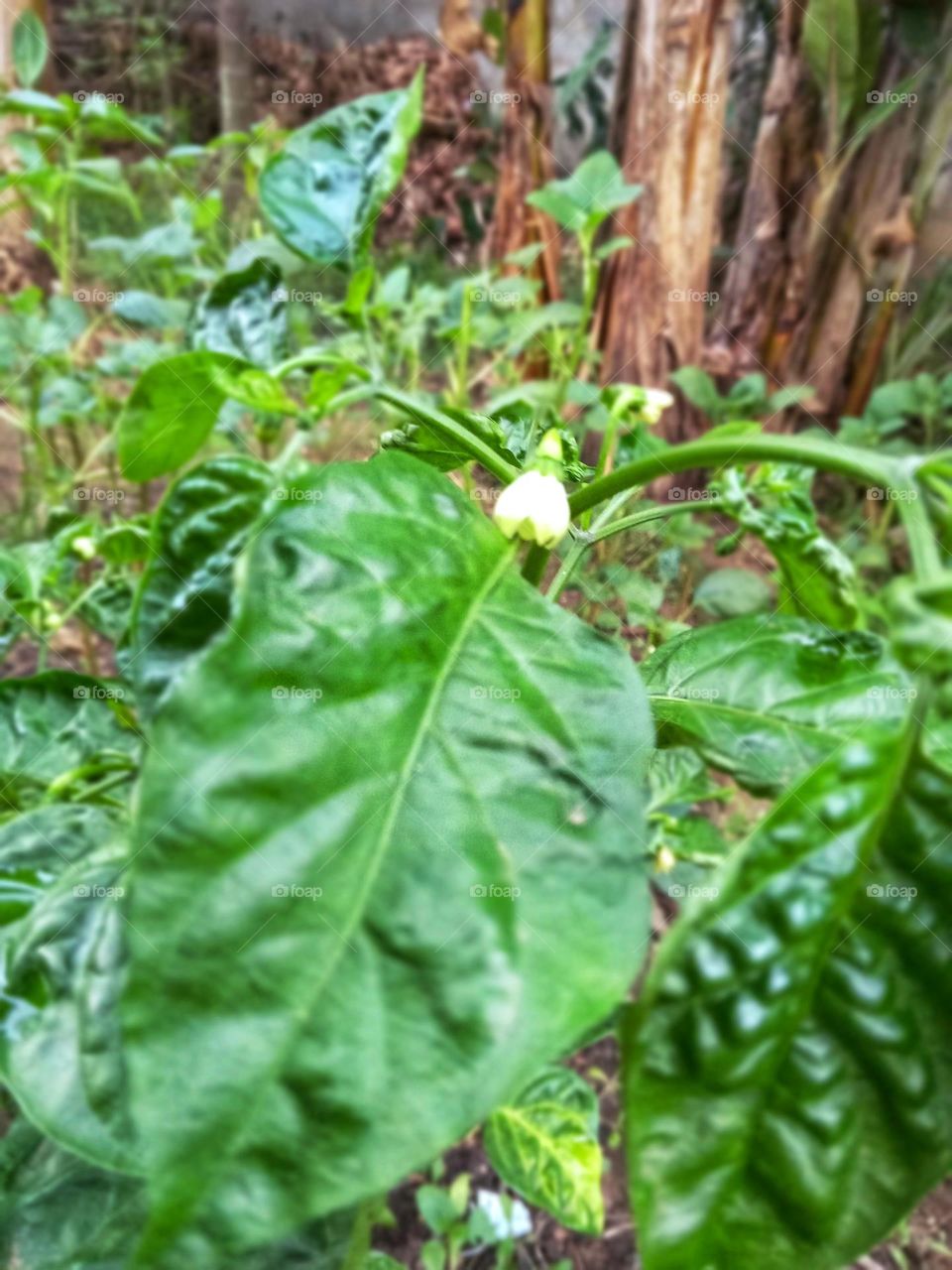 a kochchi flower in our garden
