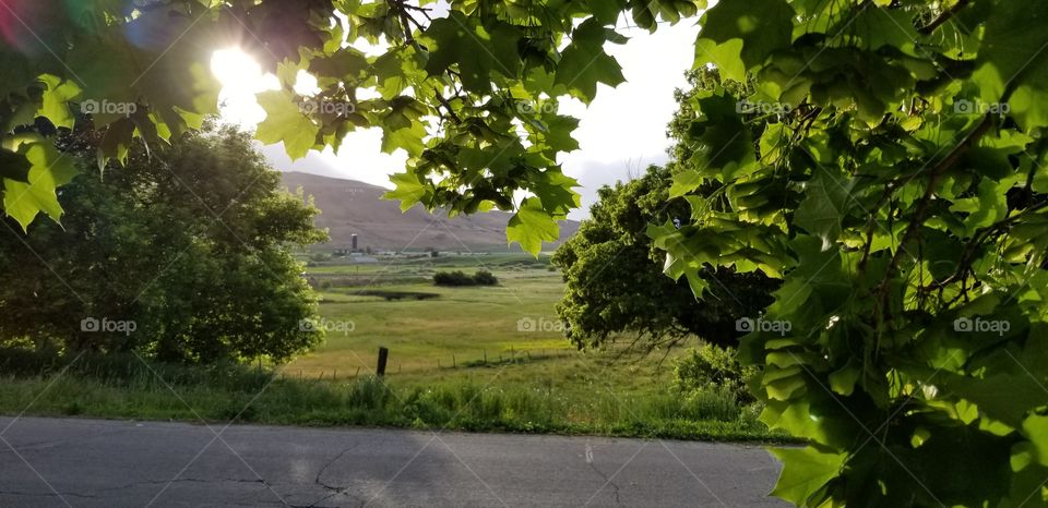 Peaking Through the Leaves: Leaves frame this beautiful view of rolling farmland. As you gaze across the green hills the sun peaks through the leaves with its warm evening light.