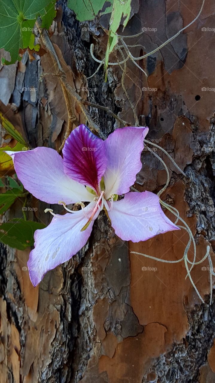 Wild orchid flower in Florida