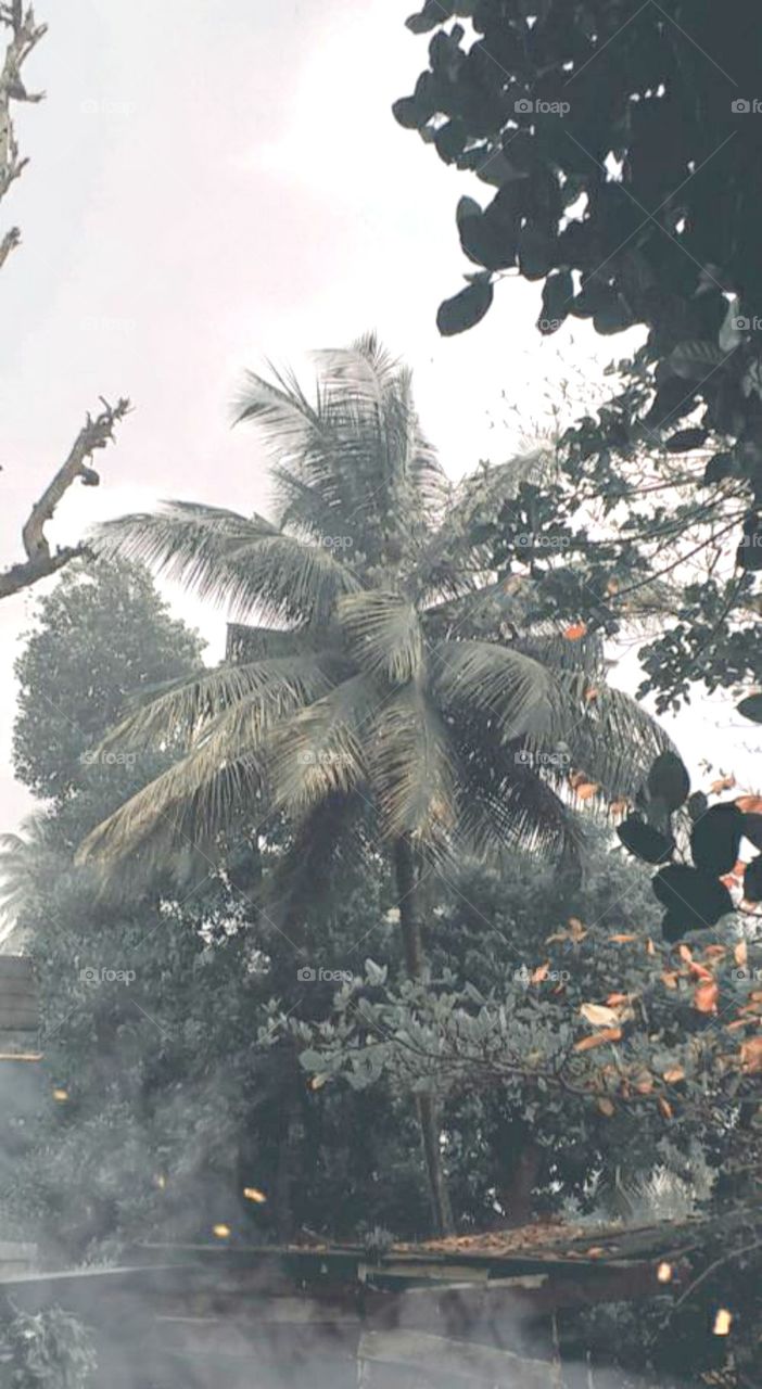 beautiful environment view in srilanka