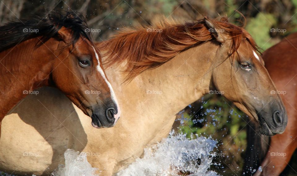 Wild Horses Running in River