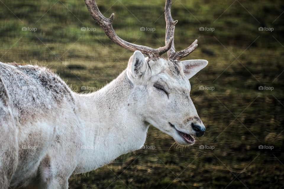 Deer laughing