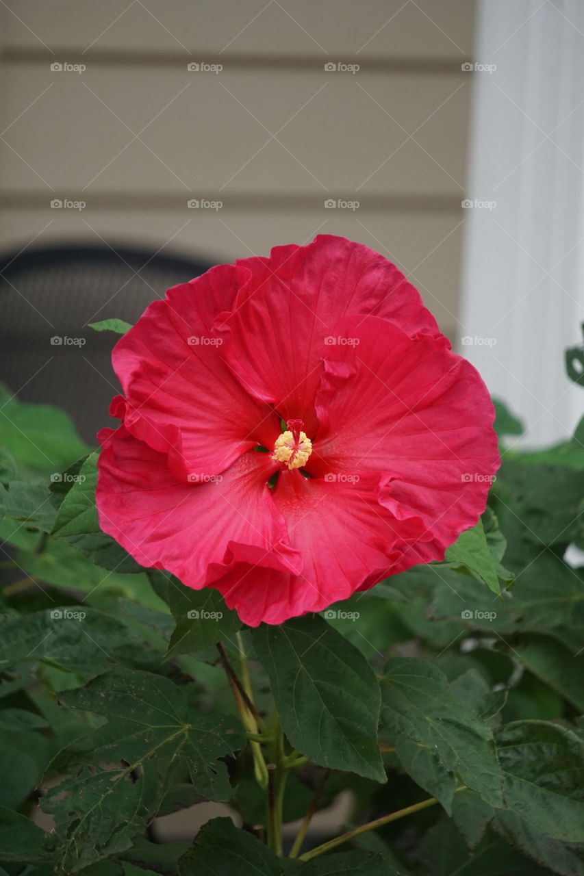 A happy (not to mention beautiful) hibiscus flower. 