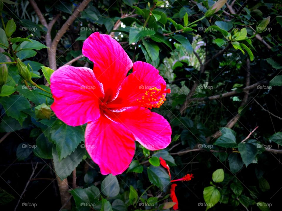 Vibrant flower photographed against a dark green backdrop. Showcasing natural beauty in the tropics