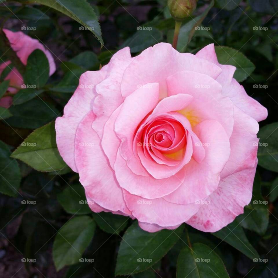 Full rose blossom in pink.