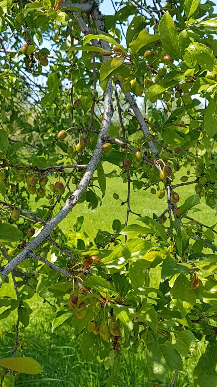 branch with green berries in spring