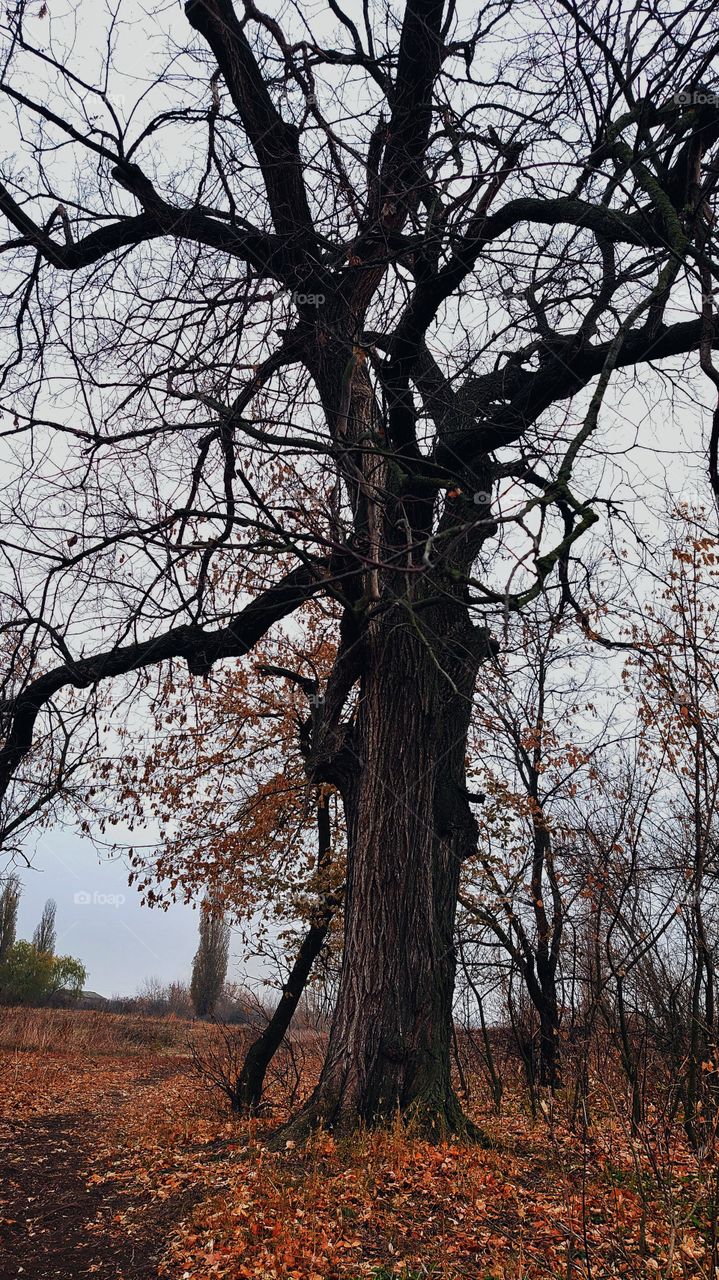 Old and vigorous tree