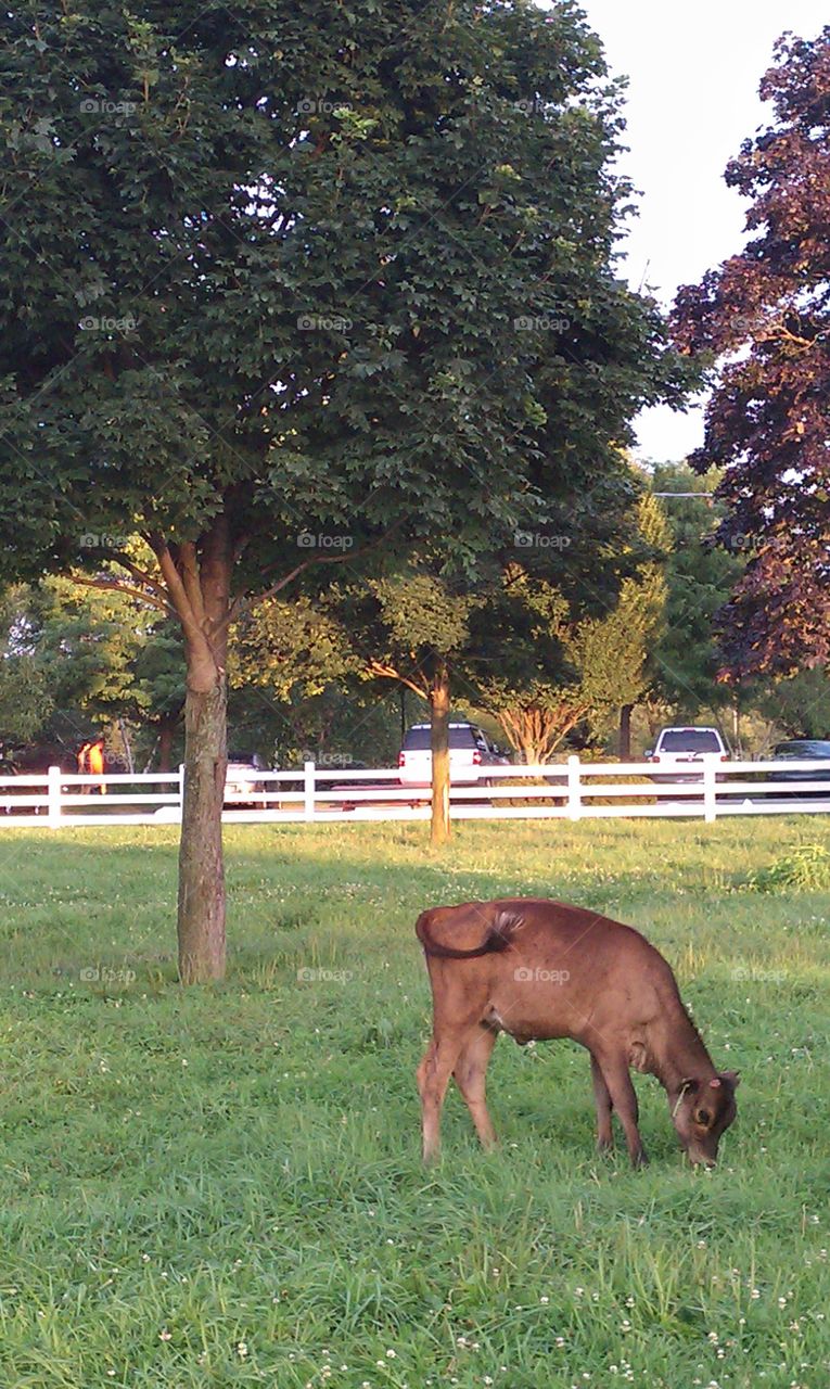 Day at the farm