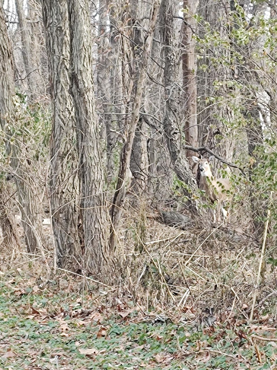 Hiding in plain sight