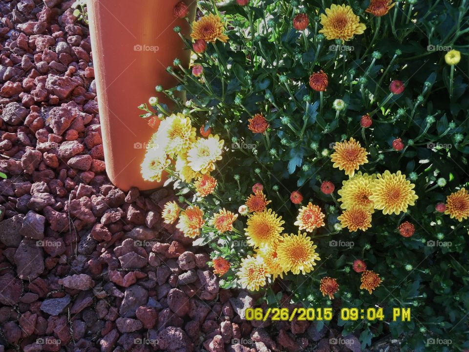 red and yellow flowers 💐. This is a picture of some mums that are growing up in my front yard