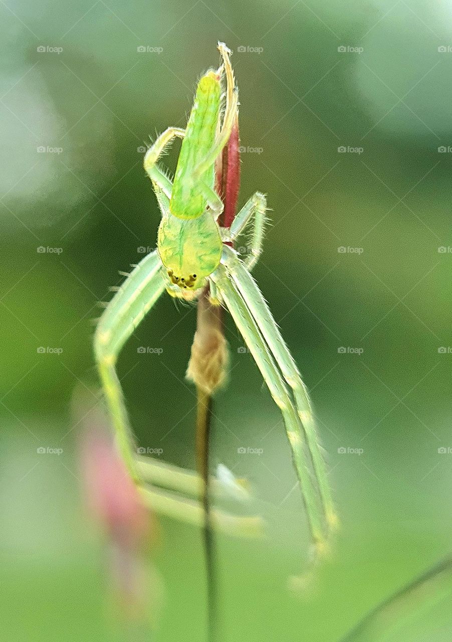 Green Transparent Long-legged Spider