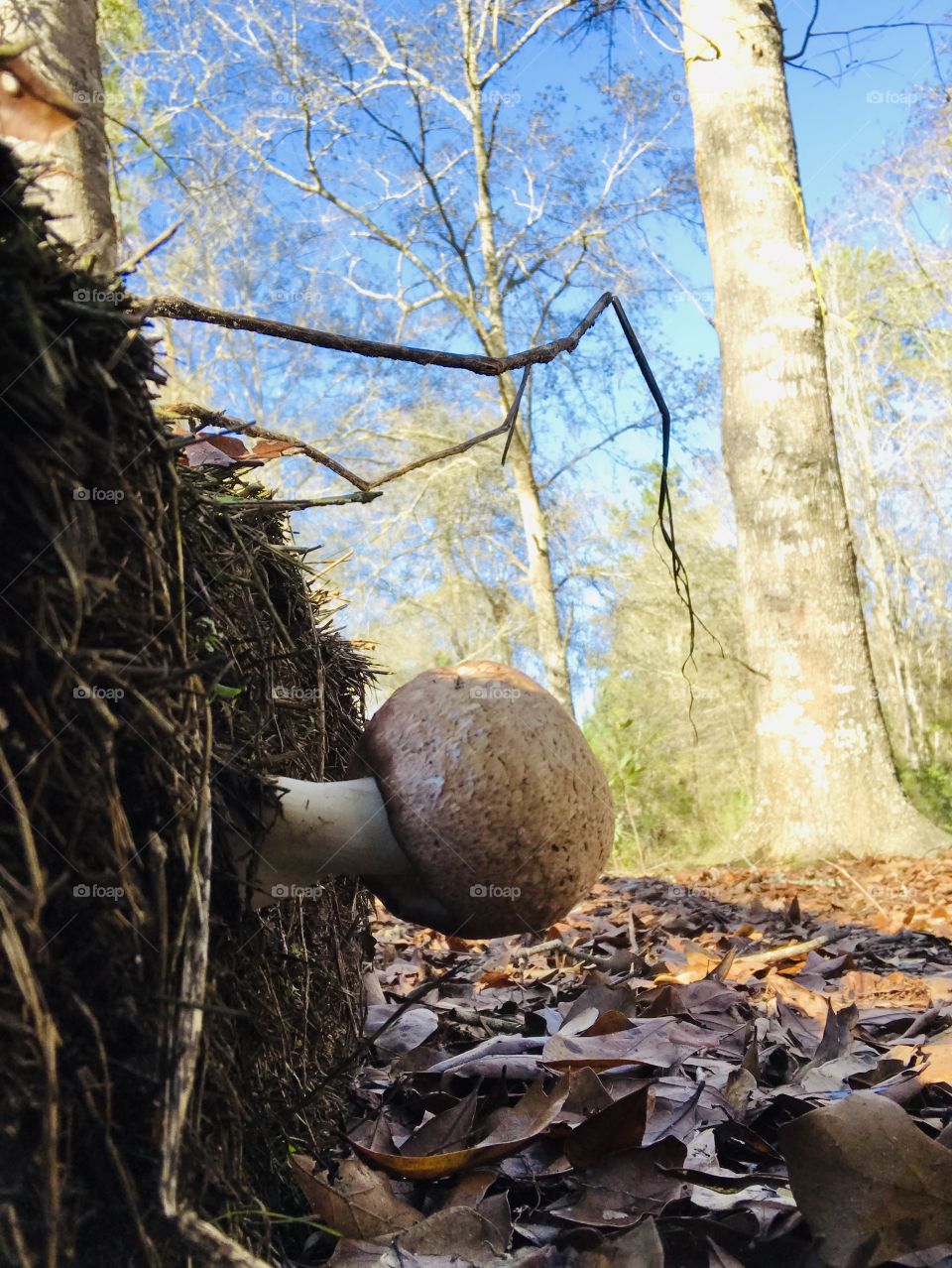 Tan and white mushroom growing sideways out of an old bale of hay in the woods of South Georgia. 