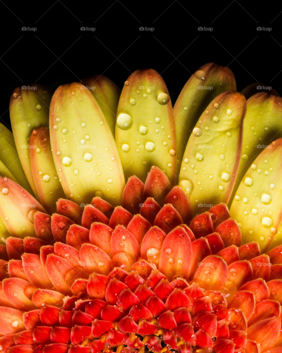Closeup shot of a flower with some droplets. 