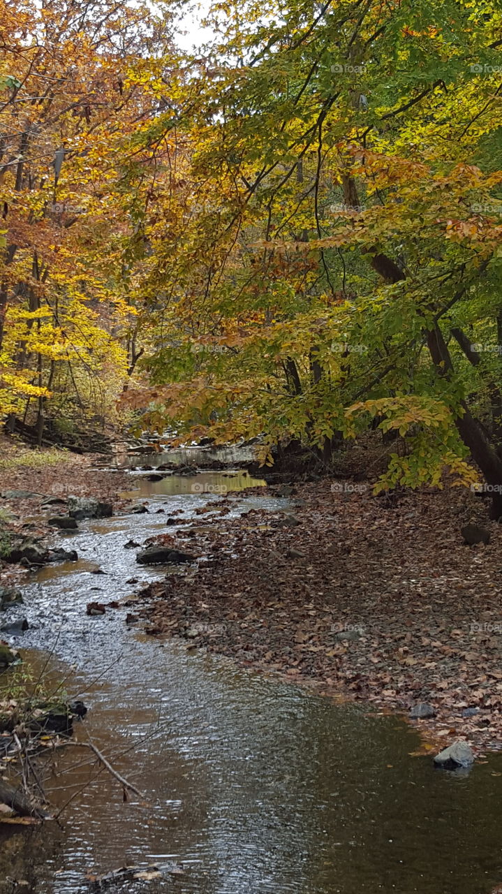 Fall, Leaf, Nature, No Person, Water