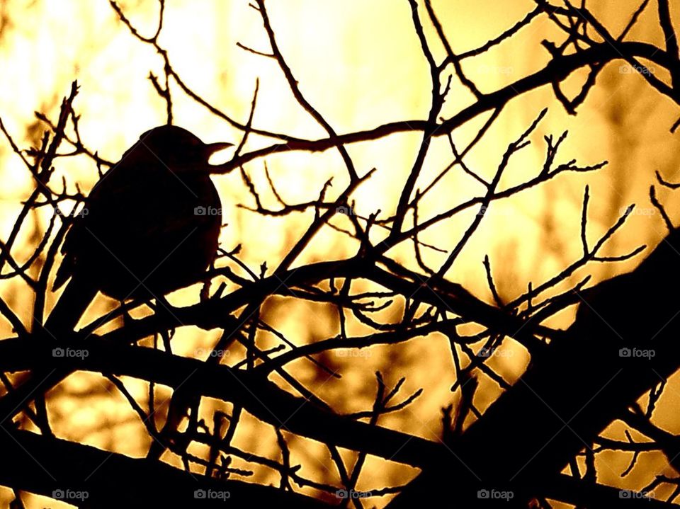 Bird at sunset