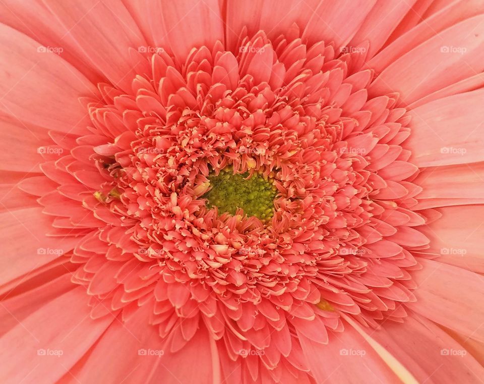 Beautiful close-up of a pink daisy flower