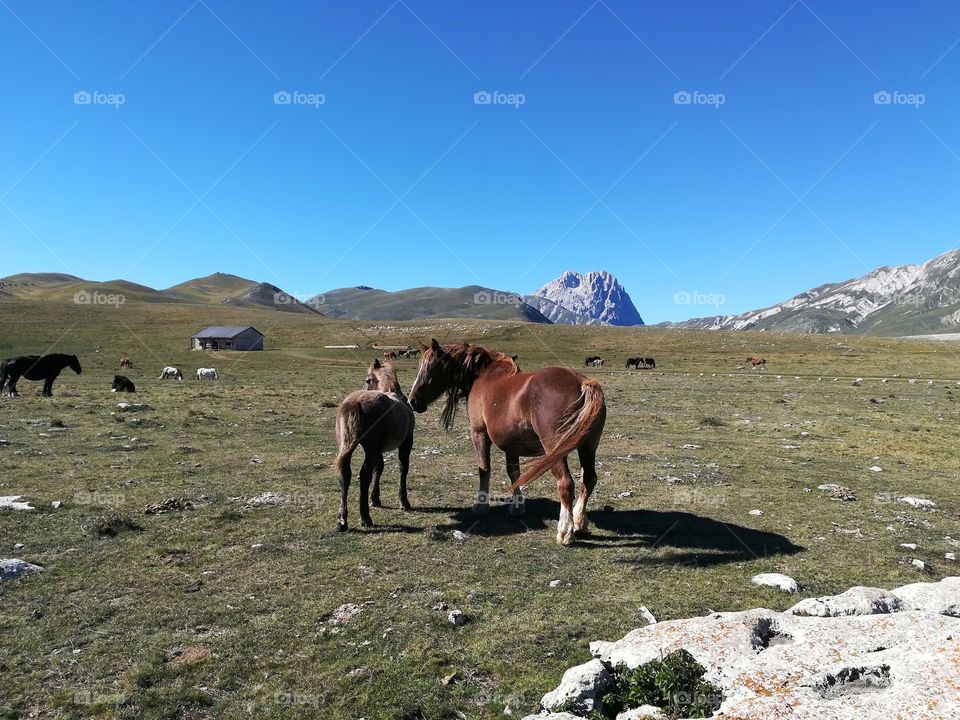 The mare and her foal