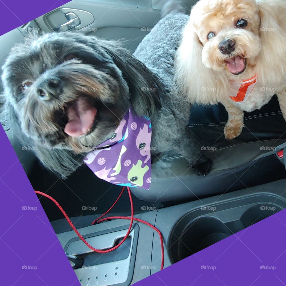 Two cute dogs, one black and one blonde are excited to go for a ride. They are wearing scarfs after being groomed. Photo has a unique border of purple to match the purple scarf. Text is on the photo and says: "Going For A Ride"