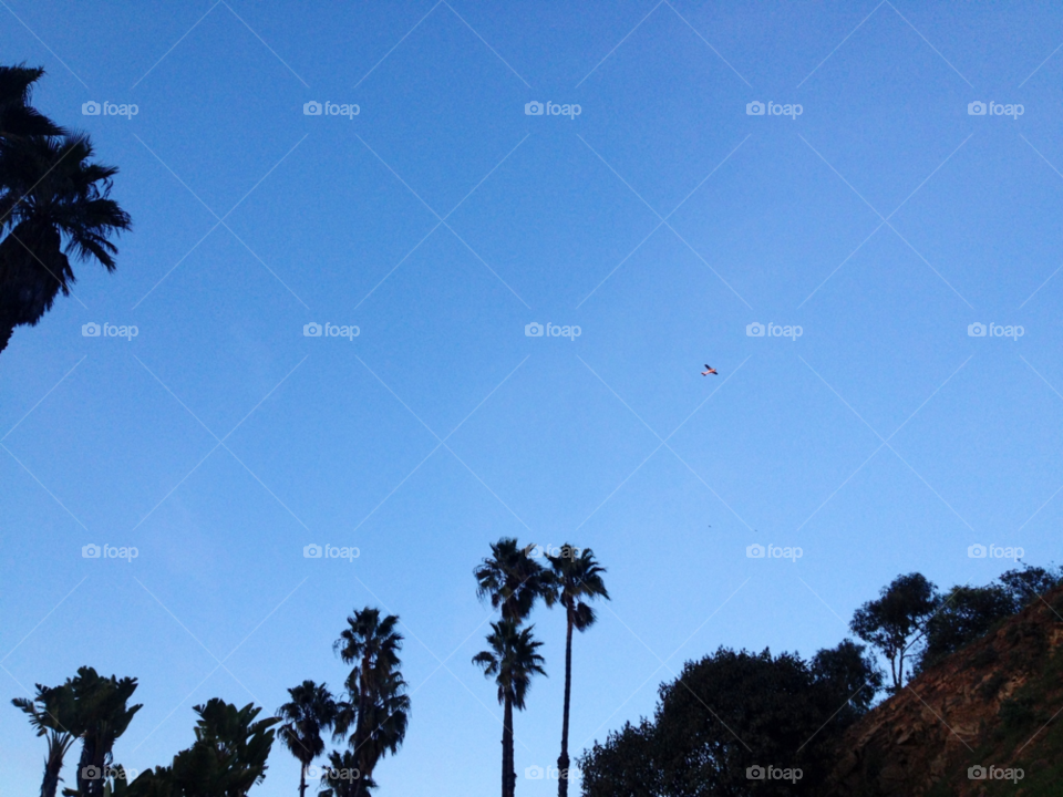 airplane silhouette blue sky palm tree by signals