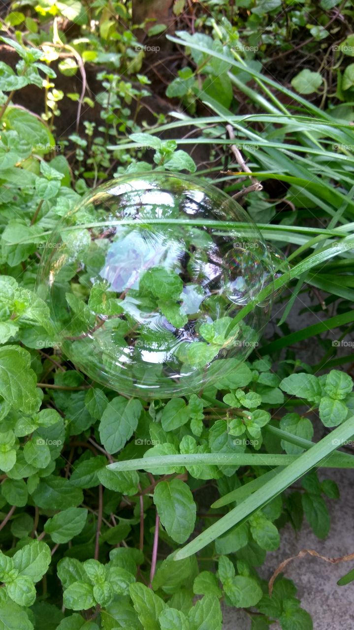 tree in the ........